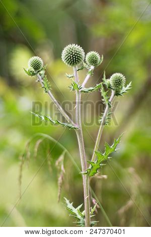 Echinops Ritro - Blue Whiting
Belotrn Is A Typical Plant Of Dreamy Romantic Gardens.