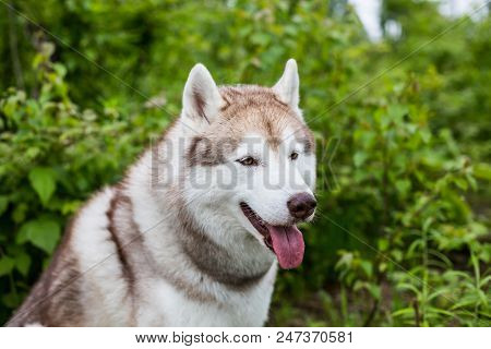 Profile Portrait Of Cute Beige Dog Breed Siberian Husky With Tonque Hanging Out Sitting In The Fores