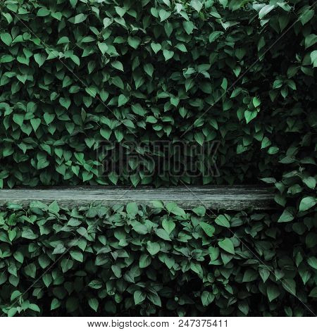 Syringa Vulgaris Common Lilac Plants Green Leaf Hedge Background, Old Aged Dark Gray Weathered Woode
