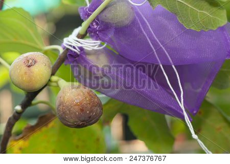 Young Figs