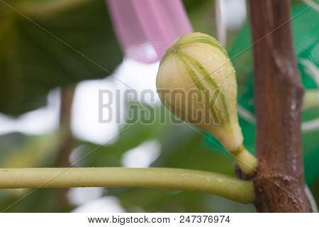 Young Figs
