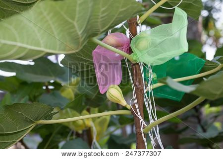 Figs Fruit In Wrapping Bag