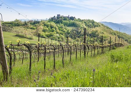 Sangiovese Crops Technique Around The Relaxing Assisi Hills