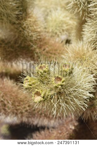 Group Of Budding Cholla Cactus Flowers On A Desert Cacti.