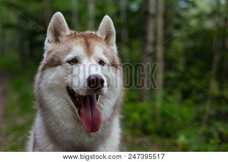 Close-up Portrait Of Dog Breed Siberian Husky With Tonque Hanging Out In The Forest