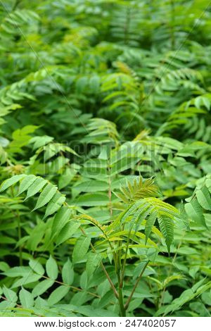 Lots Of Ailanthus Trees - Latin Name Ailanthus Altissima