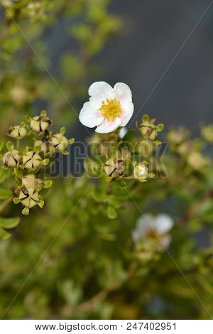 Shrubby Cinquefoil Flowers - Latin Name - Potentilla Fruticosa Princess