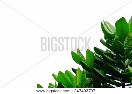 Tropicalutree Leaves On White Isolated Background For Green Foliage Backdrop
