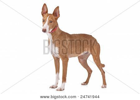 Podenco