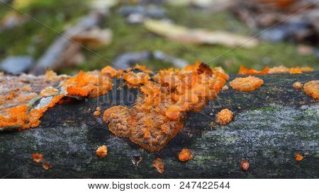 Phlebia Radiata Fungus, Wrinkled Crust In The Forest