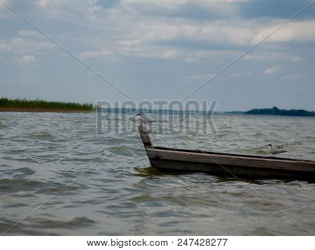 Two Seagulls At A Lake - On The Water, Sitting In A Boat, And Standing On The Boat.