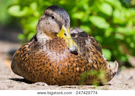Close-up Of A Beautiful Relaxing Mallard Duck On A Sunny Day.
View To A Cute Relaxing Mallard Duck (