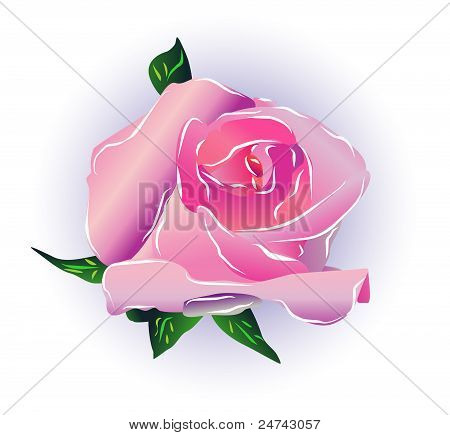 Pink Rose