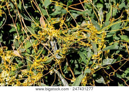 The Big Dodder (cuscuta Campestris) Parasitic Plant.