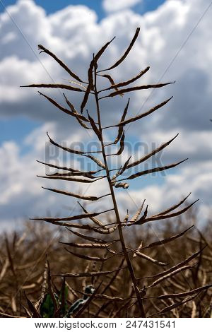 The Rapeseed (brassica Napus) Seed Field  Spring.