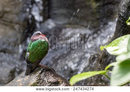 Rainforest Wildlife. Nature Image Of Green-winged Dove (chalcophaps Indica) By Tropical Waterfall. B
