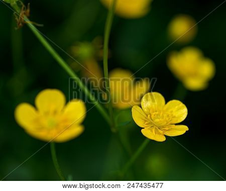 Goldilocks Buttercup Flowers Growing  In The  High Tatras, Slovakia.  Macro. Ranunculus Auricomus. G