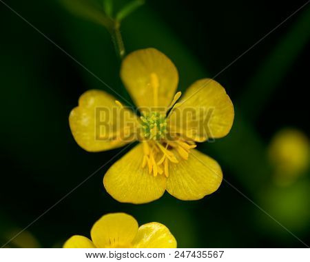 Goldilocks Buttercup Flowers Growing  In The  High Tatras, Slovakia.  Macro. Ranunculus Auricomus. G