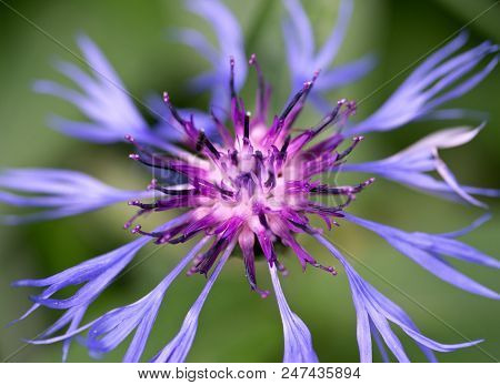 Blue Spidery Flower With Reddish Centre Of Mountain Bluet In High Tatras. Slovakia. Centaurea Montan