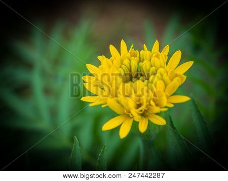 The Marigolds Flowers In The Garden, Lowkey