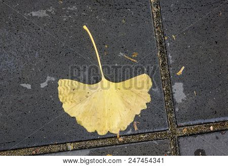 Beautiful Gold And Brown Autumn Ginkgo Leaves Fallen On Stone Path.