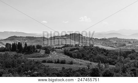 The Fields Of Friuli Venezia-giulia Cultivated With Grapevines