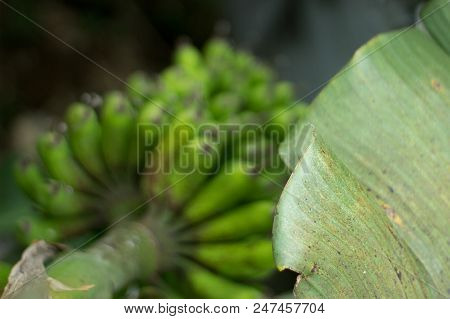 Banana Tree With Leaf In A Focus