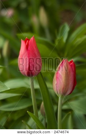 Tulipanes