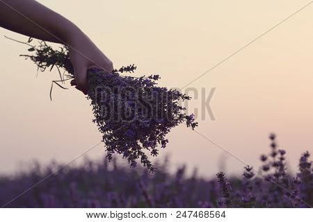 Gathering A Bouquet Of Lavender. Beautiful Girl Holding A Bouquet Of Fresh Lavender In Lavender Fiel