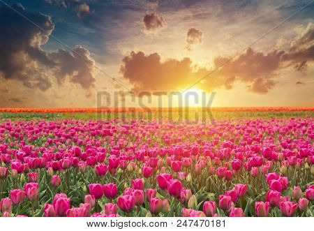 Traditional Netherlands Holland Dutch Scenery With One Typical Windmill And Tulips, Netherlands Coun