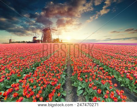 Traditional Netherlands Holland Dutch Scenery With One Typical Windmill And Tulips, Netherlands Coun