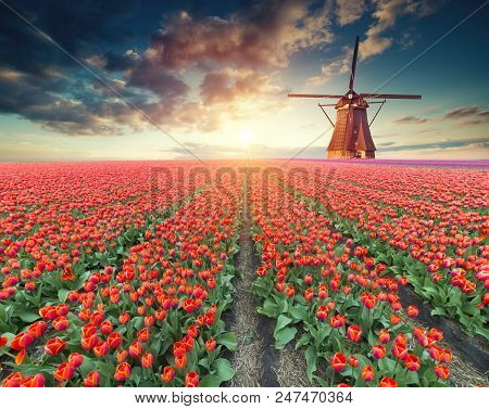 Traditional Netherlands Holland Dutch Scenery With One Typical Windmill And Tulips, Netherlands Coun