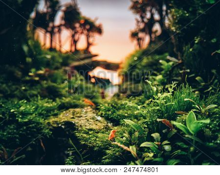 Aqua Scape Nature Aquarium Plant And Fish Tank With Red Shrimps And Sunset, Filter Effect