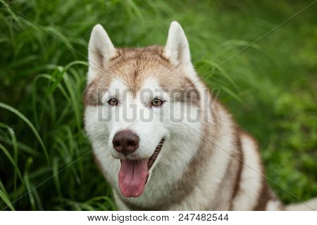 Close-up Portrait Of Smiley Beige Dog Breed Siberian Husky With Tonque Hanging Out Sitting In The Gr