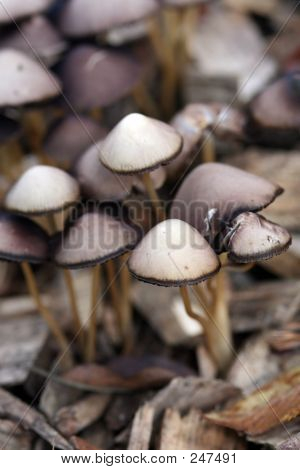 Champignon