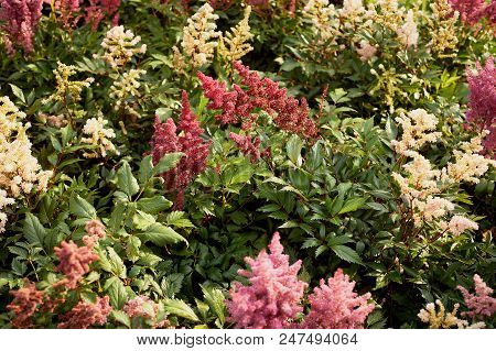 Field Of White And Pink Astilba. Garden Design