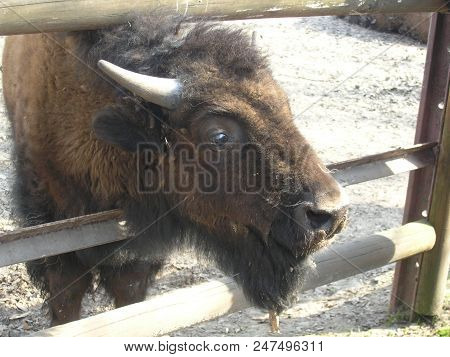 A Young Bison Peeping Out Of The Barrage