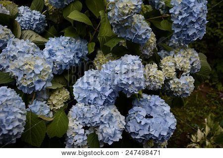Blue Hydrangea Garden With Green Leaves In The Garden 2018