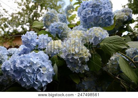 Blue Hydrangea Garden With Green Leaves In The Garden 2018