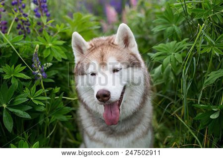 Portrait Of Cute Beige Dog Breed Siberian Husky With Tonque Hanging Out Sitting In Lupinus Field