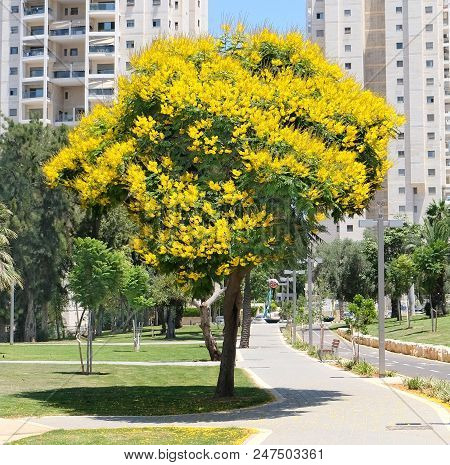 Tree Peltoforum With Bright Yellow Flowers And Small Openwork Leaves In The Park Of Holon.