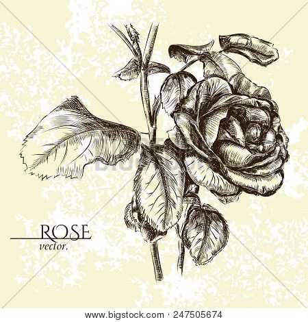 Hand-painted Rose With The Leaves On The Bege Background. Hand - Drawn Flower.