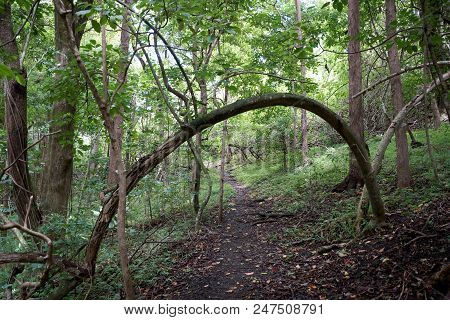 Tree Bends Over Path In Forest