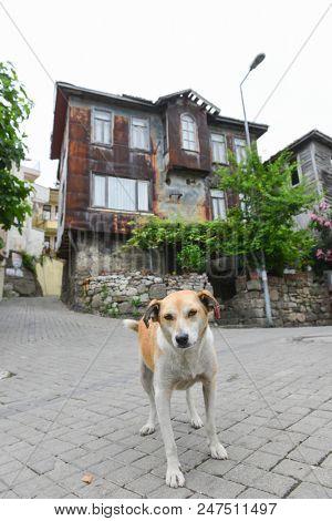 A street dog in front  of the Ottoman style renovated house in Historical Amasra - Amasra town, Bartin - Turkey