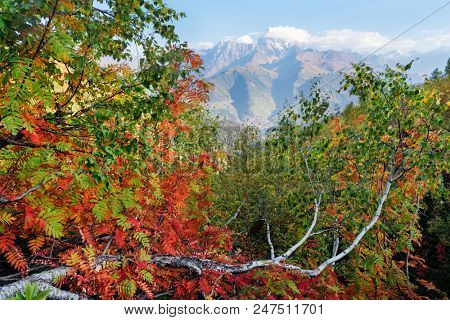 Autumn landscape in the mountains. Mount Ushba view from the mountain Mkheer. Zemo Svaneti, Georgia 