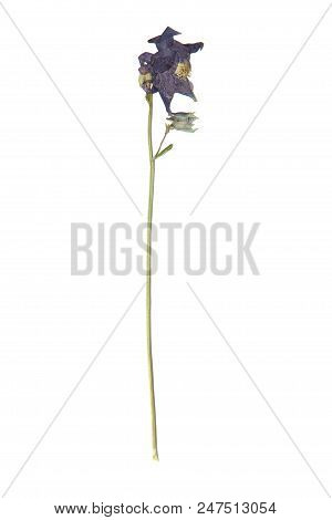 Herbarium With Dry Pressed Plants On White Background.