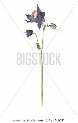 Herbarium With Dry Pressed Plants On White Background.