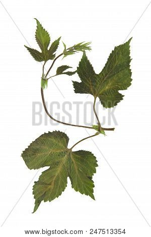 Herbarium With Dry Pressed Plants On White Background.