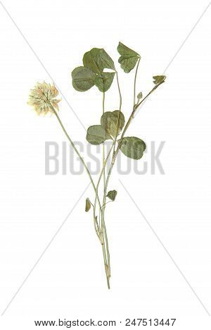Herbarium With Dry Pressed Plants On White Background.