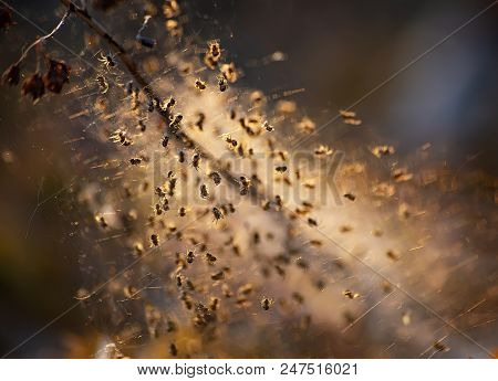 Little Spiders In A Cobweb Nest Are Lightened With The Evening Sunlight.